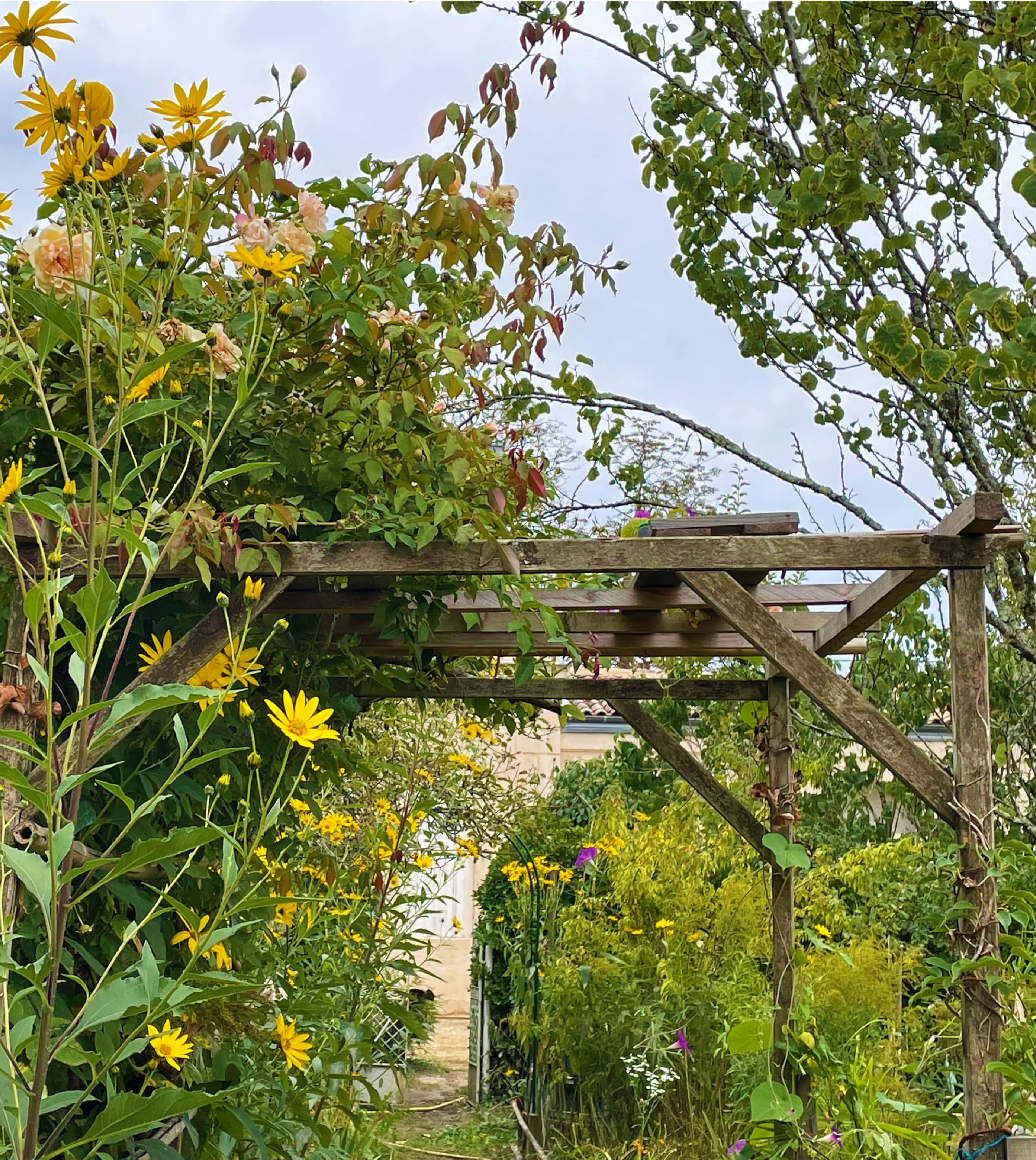 Allée avec des fleurs